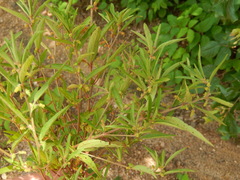 Acalypha monococca