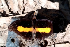 Catonephele acontius