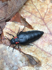 Physomeloe corallifer