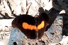 Catonephele acontius