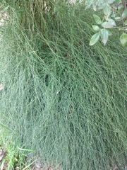 Ephedra triandra