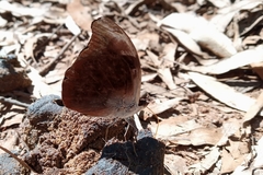 Catonephele acontius