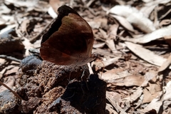 Catonephele acontius