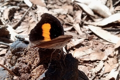 Catonephele acontius