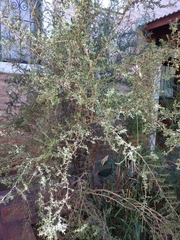 Condalia microphylla