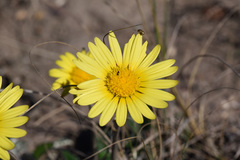 Haplocarpha lyrata
