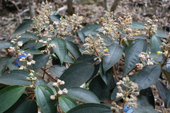 Miconia dodecandra