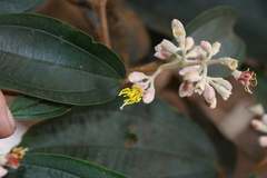 Miconia dodecandra