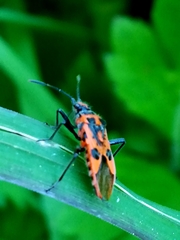 Corizus hyoscyami