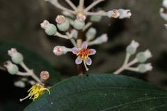 Miconia dodecandra
