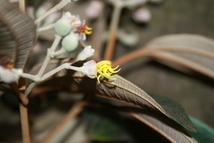 Miconia dodecandra