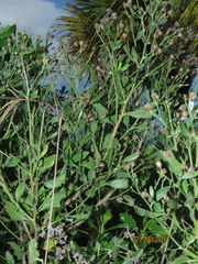 Baccharis halimifolia image
