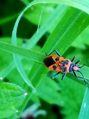 Corizus hyoscyami