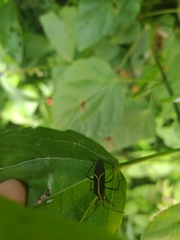 Hypselonotus linea