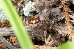 Nomada panzeri