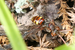 Nomada panzeri