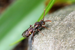 Nomada panzeri