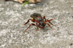 Nomada panzeri