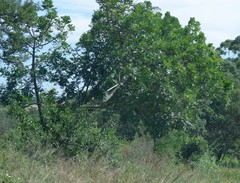 Harpephyllum caffrum