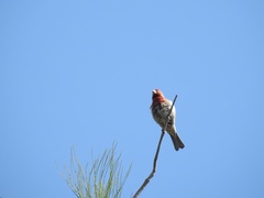 Haemorhous mexicanus