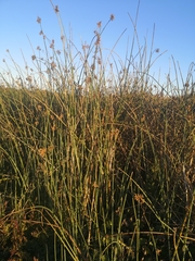 Schoenoplectus scirpoides