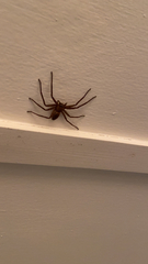 Heteropoda venatoria