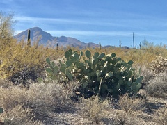 Opuntia engelmannii engelmannii