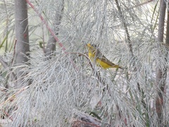 Cardellina pusilla