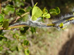Bombycomorpha pallida