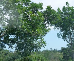Harpephyllum caffrum