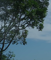Harpephyllum caffrum