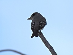 Contopus sordidulus