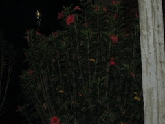 Hibiscus