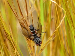Mintho rufiventris