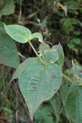 Miconia domociliata