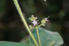 Miconia domociliata