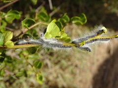 Bombycomorpha pallida
