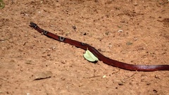 Oxyrhopus melanogenys