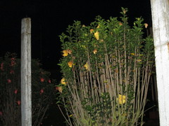 Hibiscus