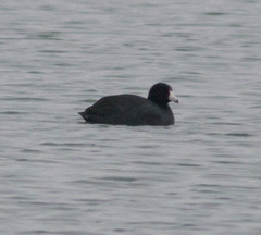 Fulica americana