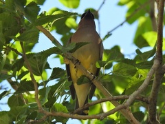 Bombycilla cedrorum