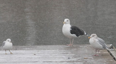 Larus delawarensis
