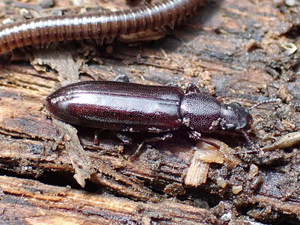 Boros unicolor