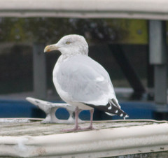 Larus argentatus