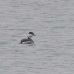 Podiceps auritus