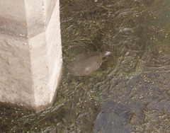 Apalone spinifera emoryi