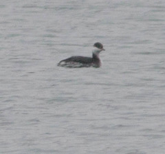 Podiceps auritus