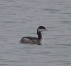 Podiceps auritus