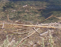 Apalone spinifera emoryi