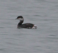 Podiceps auritus